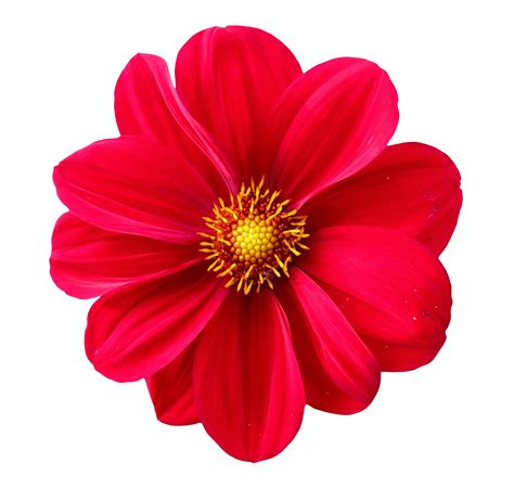 Flower Png Image Purepng Free Transparent Cc0 Png Image Library