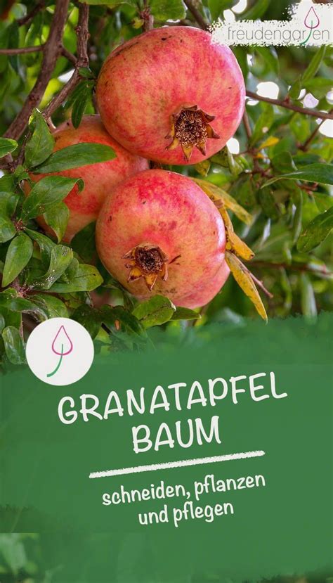 Ziersorten Der Granatapfelb Ume Werden Nut Etwa Meter Hoch Hier