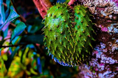 Fruta De Guan Bana En El Rbol Foto Premium