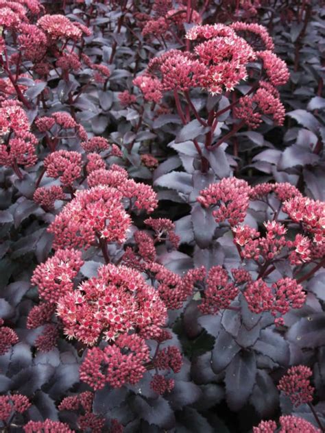 Hylotelephium Telephium Purple Emperor World Of Succulents Sedum