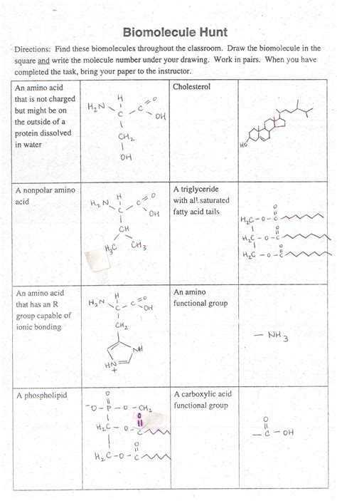 Biomolecules Questions And Answers Xylindya