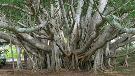 The Mighty Banyan Tree Can Walk And Live For Centuries