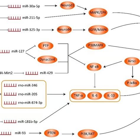 The Role Of Lncrna In The Pathological Process Of Spinal Cord Injury Is