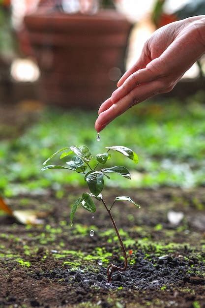 Retrato De La Mano Del Granjero Regando Una Planta Joven Foto Premium