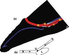 (a) Respiratory tract of a humpback whale showing major components ...