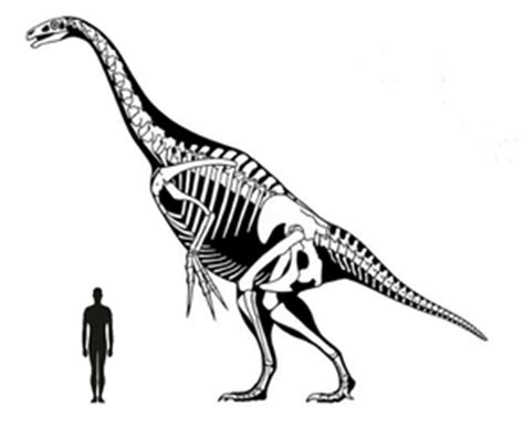 Therizinosaurus - Everything Dinosaurs