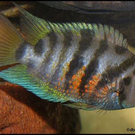 How Do I Make My Cichlids Happy DIY Seattle