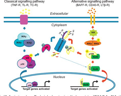 Figure 1 from The NF κB signalling pathway in osteoarthritis