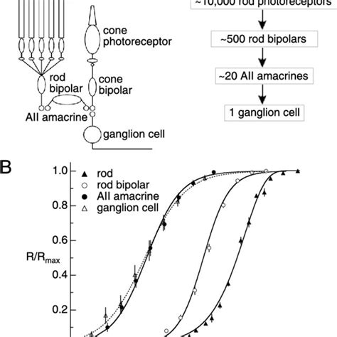 Stimulus Response Relationships For Cells In The Rod Bipolar Pathway Download Scientific