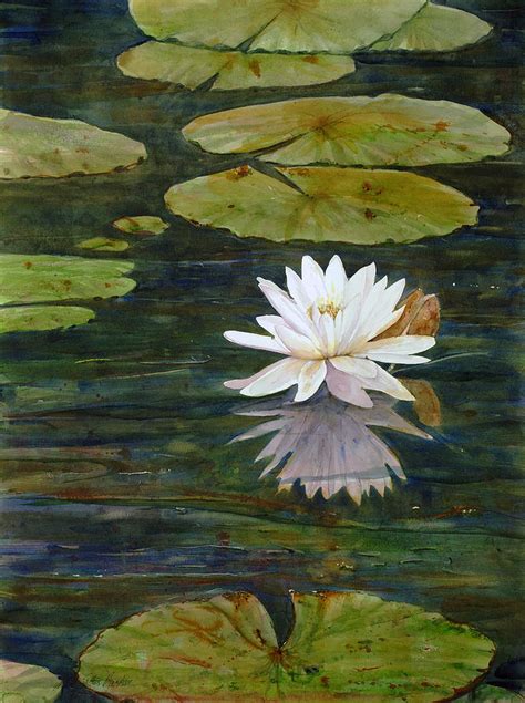 Water Lily 1 Painting By Shirley Sykes Bracken Fine Art America