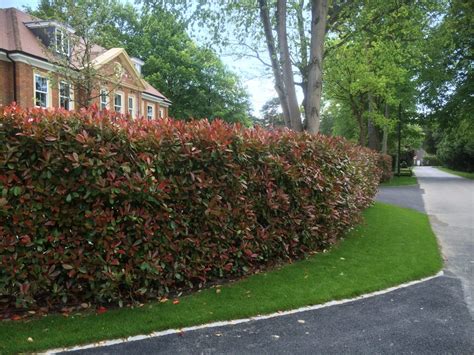 Photinia Instant Hedge, mature screening from Practicaity Brown