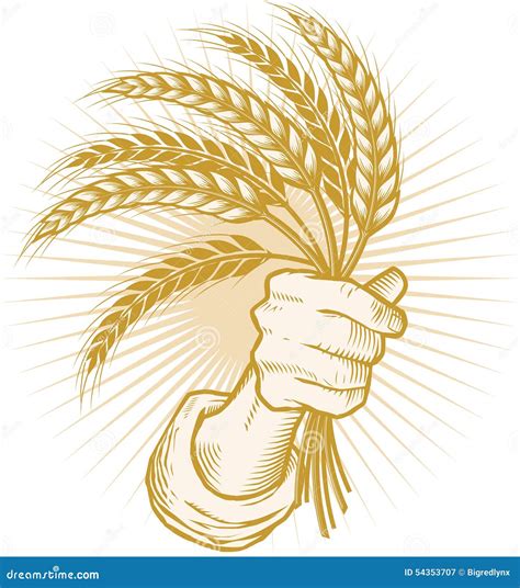 Handful of Wheat stock vector. Illustration of carry - 54353707