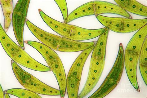 Closterium Sp Green Algae Photograph By Frank Foxscience Photo