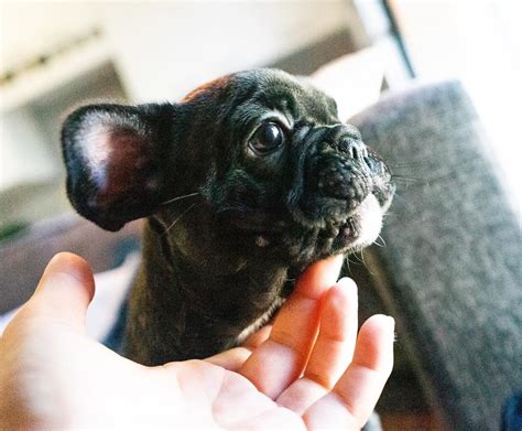 Beautiful 7 Week Old Female Frenchie Looking For A Home