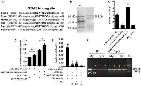 Frontiers Stat Partly Inhibits Cell Proliferation Via Direct