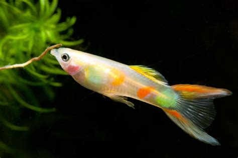 Rare Guppy Breeds That You Have to Check Out - Build Your Aquarium