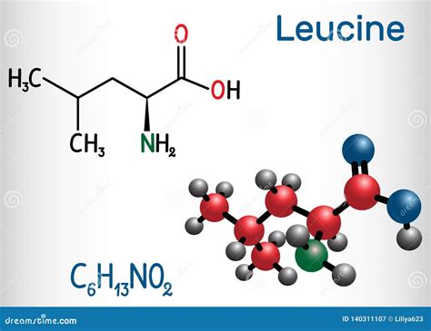 Leucine L Leucine Leu L Mol Cule C Est Acide Amin Essentiel Mod Le