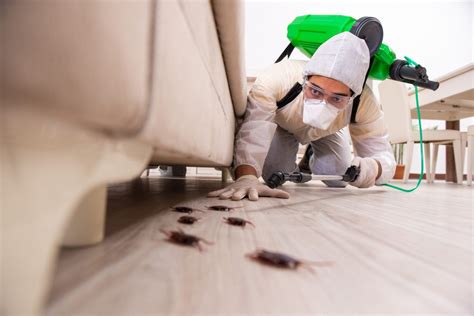 Bugs Be Gone: 7 Natural Ways to Kill Bugs