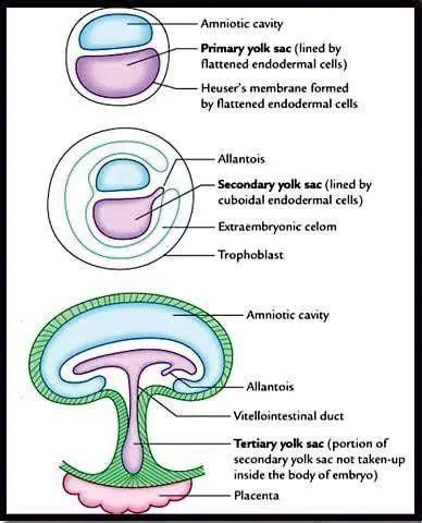 Placenta Formation Extra Embryonic Mesoderm Yolk Sac