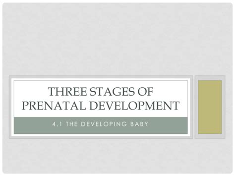 Three Stages of Prenatal Development