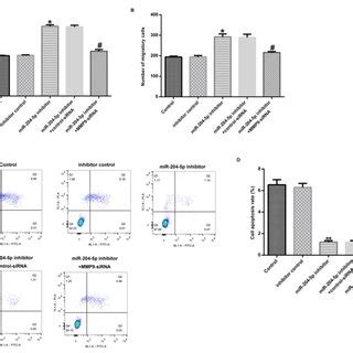 Mir P Regulated The Expression Of Mmp In Hvsmcs A After