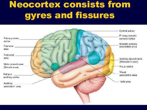 Integrative Role Of The Brain Cortex Lecture 5