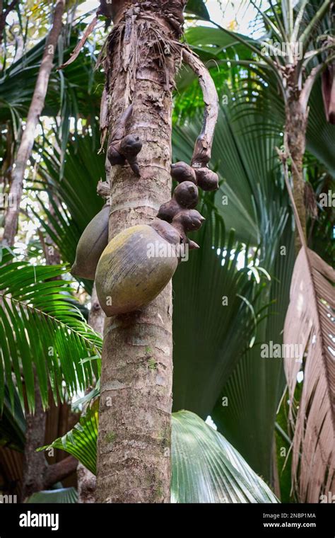 Coco De Mer Palm Tree In Vallee De Mai Praslin Island Seychelles