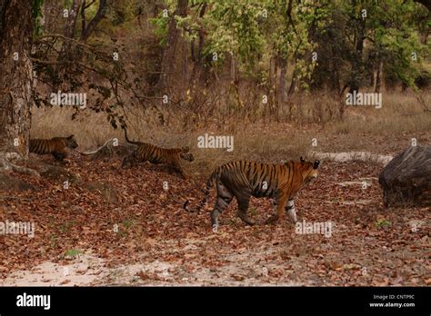 Royal Bengal Tiger (Panthera Tigris) with cubs Stock Photo - Alamy