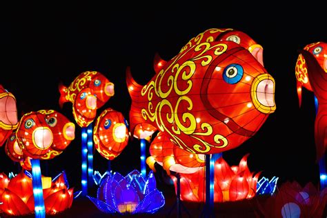 Shedding some light on the China Lights festival – The Highlander Online