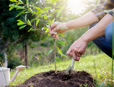 How To Properly Plant Trees And Shrubs