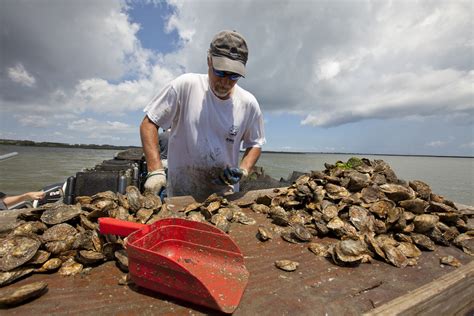 Shellfish Aquaculture U S Climate Resilience Toolkit