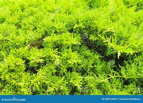 Green Thuja Tree Branches Texture Background Tui Tree Cypress Cedar