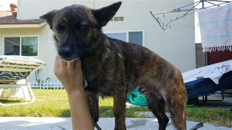 CASTAIC ANIMAL CARE CENTER - Updated July 2024 - 54 Photos & 100 ...