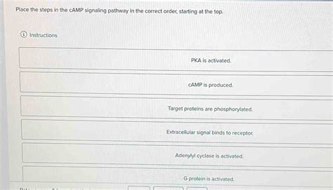 Solved: Place the steps in the cAMP signaling pathway in the correct order, starting at the top ...