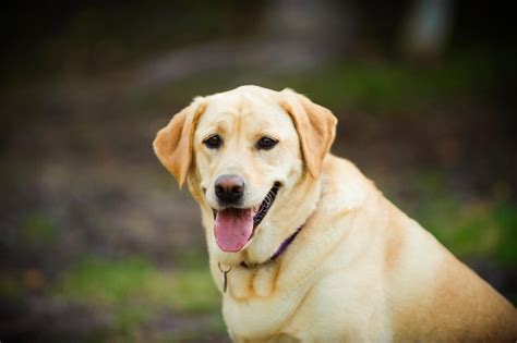 Premium Photo Portrait Of Yellow Labrador Retriever