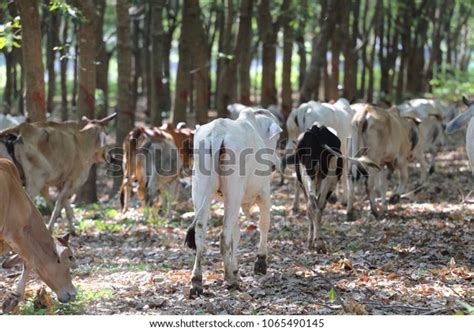 Brahman Cattle Farm Stock Photo 1065490145 | Shutterstock