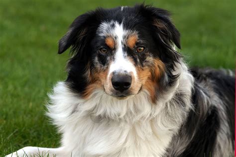 Blue Merle Australian Shepherd The Complete Dog Breed Guide K9 Web