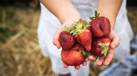 Hier K Nnen Sie Im Donau Ries Kreis Erdbeeren Pfl Cken