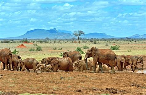 Excellent Tsavo East Tsavo National Park East Traveller Reviews