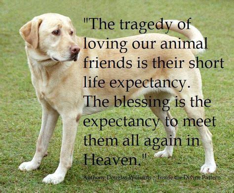 17 Pet Memorial Quotes ideas | dog quotes, pets, dogs