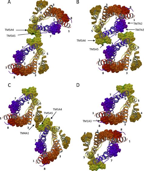 Molecular Models Of Four Distinct Dimeric Arrangements Of The Human