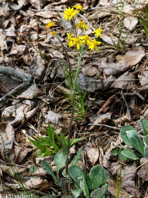 Roundleaf Ragwort Packera Obovata Western Carolina Botanical Club