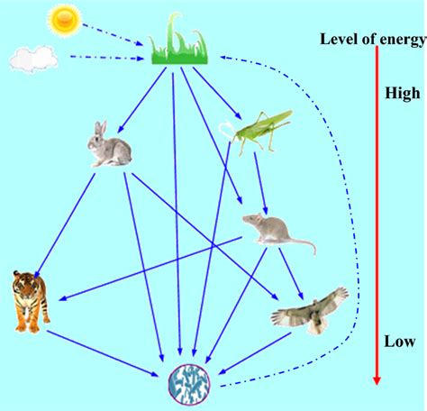 Energy Flow Of Ecosystem