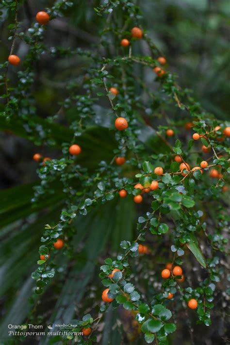 Orange Thorn Pittosporum Multiflorum This Understory Shrub Provides