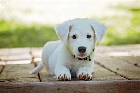 Fotos Gratis Blanco Perrito Perro Animal Linda Canino Mirando