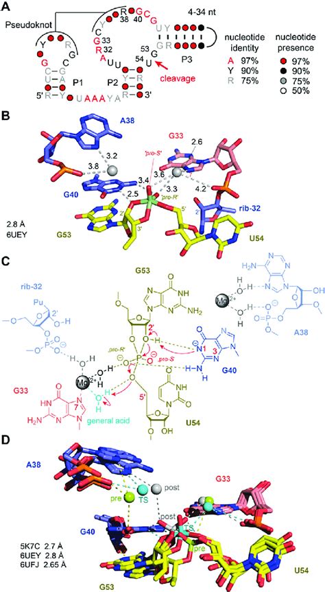 Pistol Ribozyme A Secondary Structure Model Of The Consensus