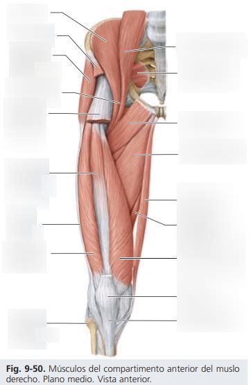 Diagrama De M Sculos Del Compartimento Anterior Del Muslo Derecho