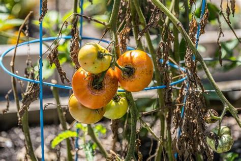 Rotten Tomato Stock Photos Images And Backgrounds For Free Download