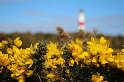 Closeup of Gorse Flowers with the Tarbat Ness Lighthouse in the ...