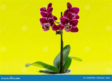 Blooming Mini Velvet Burgundy Phalaenopsis Orchid Plant Isolated On